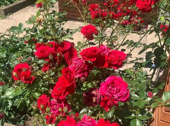 Bambi Апартаменты *